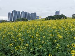 -光明小镇欢乐田园