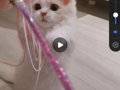 -momokira米努特·德文卷毛猫·棉花面纱犬