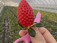 -喜杨洋草莓采摘园