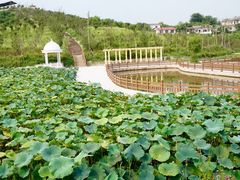 -建华生态湿地百荷园