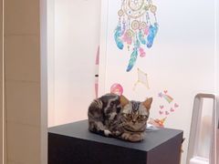-Bastet sally猫舍购宠(静安店)