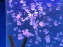 -北戴河圣蓝海洋公园