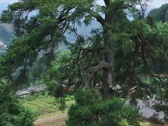 -杨家堂村
