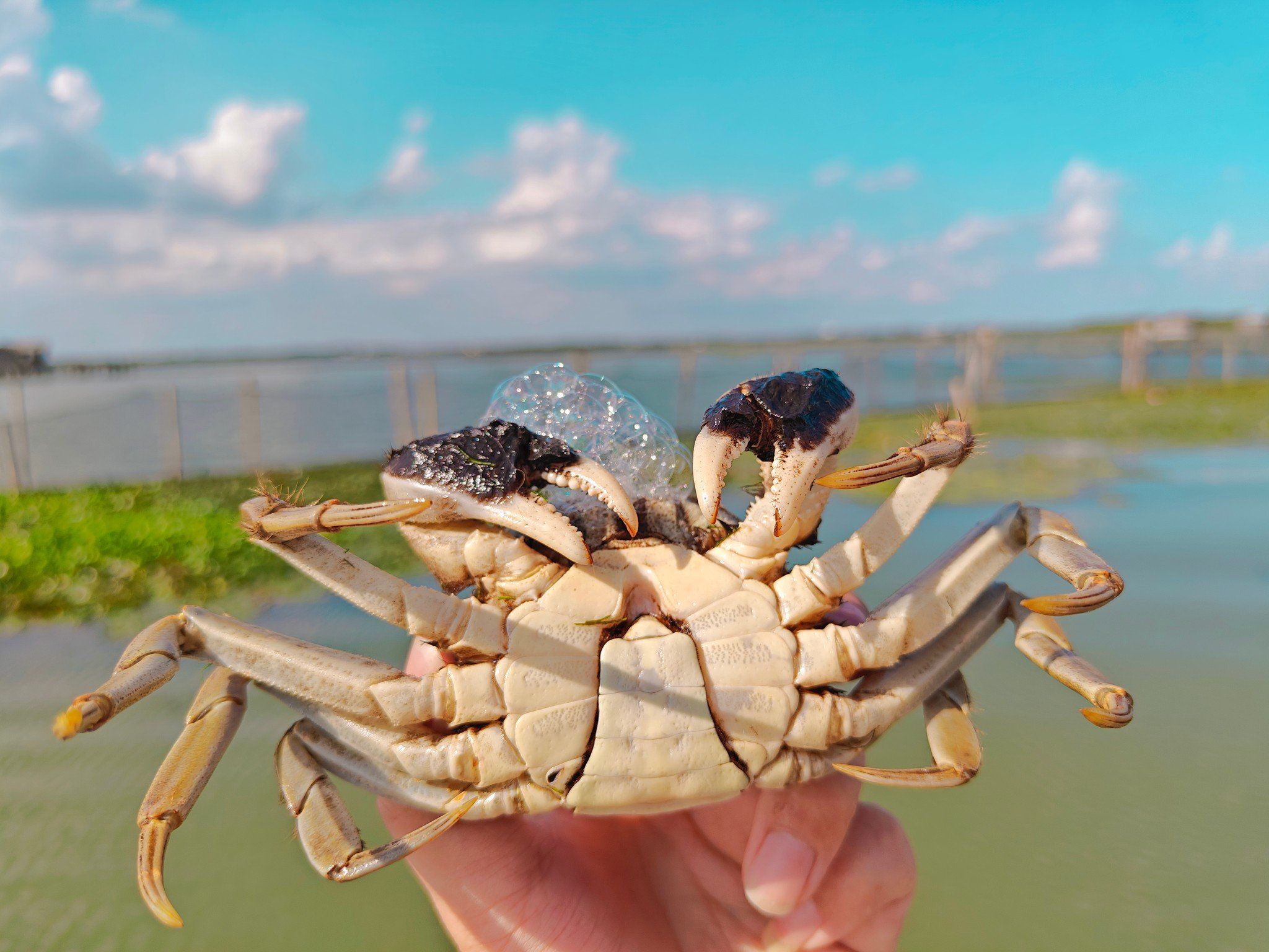 阳澄湖大闸蟹实拍