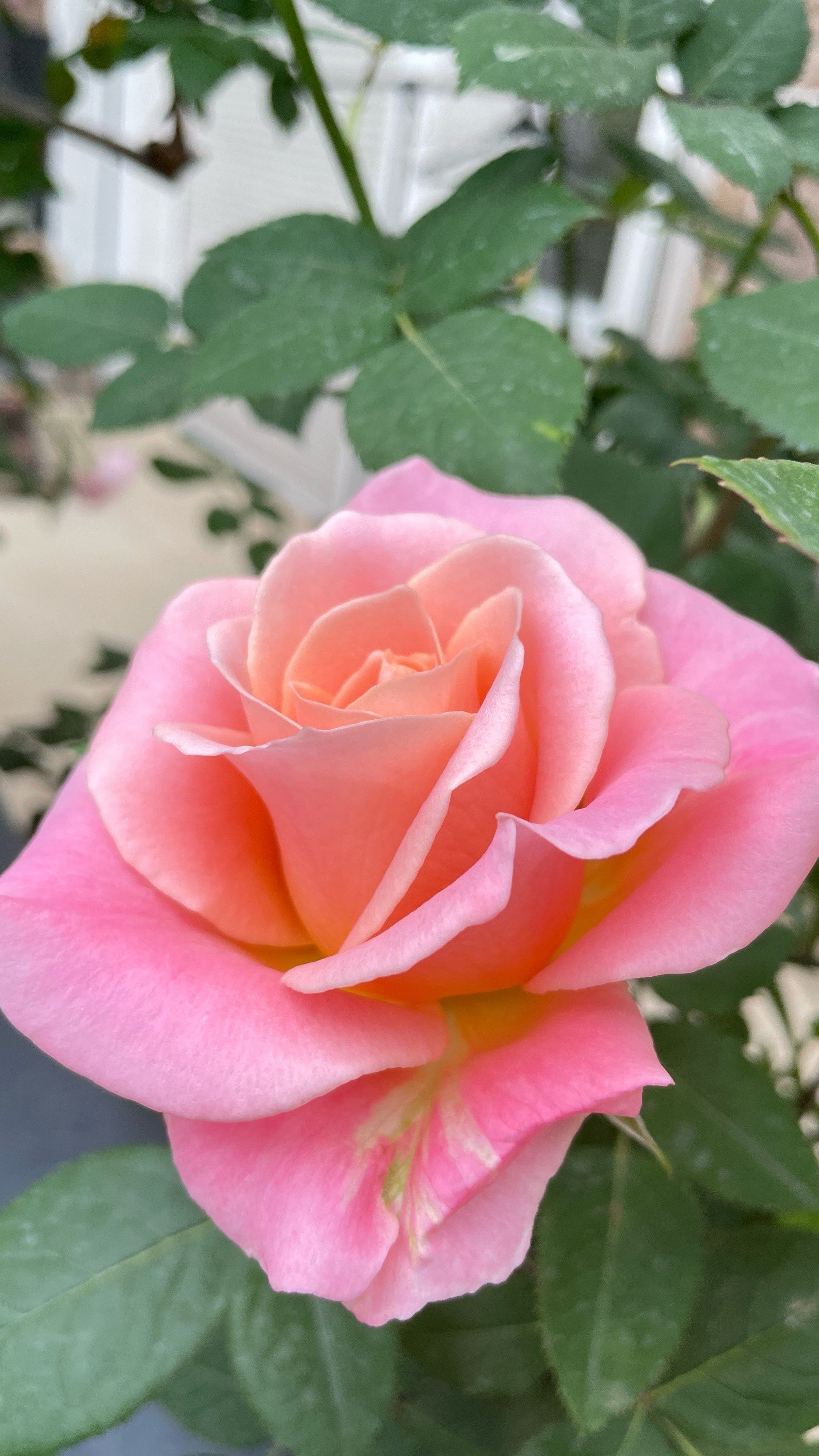 美丽的黛安娜月季🌹美美滴