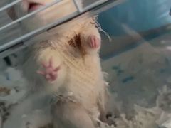 -北京观赏动物医院·24小时大型综合·猫专科·异宠专科