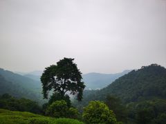 -西湖风景区十里琅珰-五云山