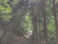 -缙云山景区