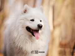 -宠福鑫动物医院(城北分院)
