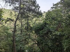 -青龙山国家森林公园