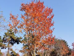 -南京枫彩漫城
