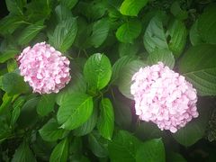 -上海蔡元培故居陈列馆