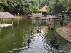 -广东茂名森林公园