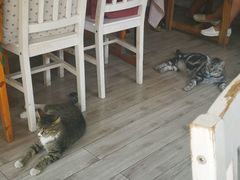 -海边的猫和咖啡馆