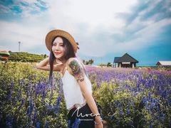 -薰衣草NE庄园