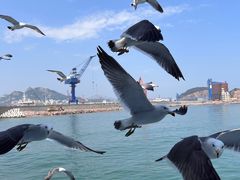 -海驴岛(荣成市)