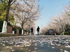 -高东镇樱花园