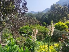 -深圳仙湖植物园