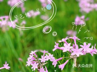 亲子 | 来紫色快乐星球玩耍～
