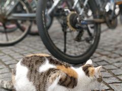 -同济大学(嘉定校区)