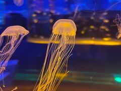 -上海海昌海洋公园