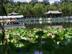 -莲花池公园