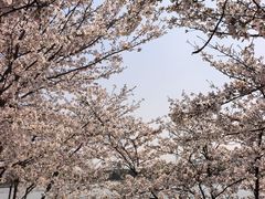 -羊山湖公园