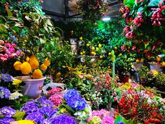 -朝来春花卉市场