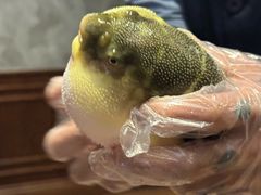 -肆月河豚·新淮扬(金融街店)