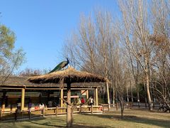 -沈阳鸟岛