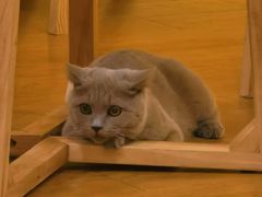 -猫にゃん · 猫的隐藏屋猫咖(麦地旗舰店)