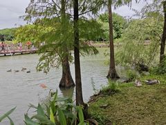 -海珠湖公园