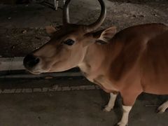-清迈夜间动物园