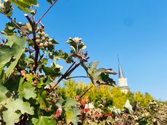 -北京张裕爱斐堡酒庄