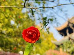 -青羊宫