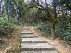 -黄埔油麻山森林公园