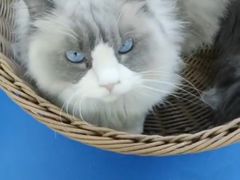 -鼓捣猫呢主题猫咖店