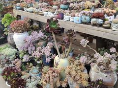 -桂林市花鸟市场