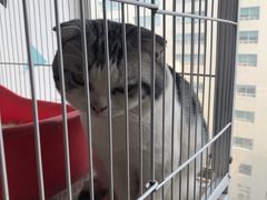 -Cappucimeow猫咪咖啡馆(韦伯时代店)