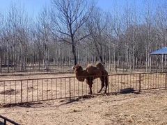 -秦皇岛野生动物园