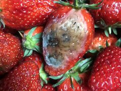 -小鱼草莓采摘园农家乐·小鱼餐厅