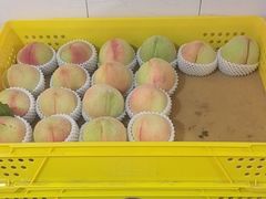 -老袁家蜜桃农场·阳山水蜜桃