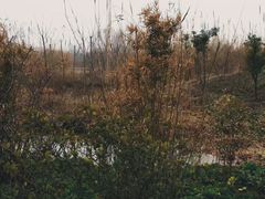 -溱湖国家湿地公园