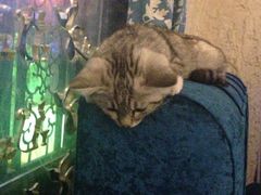 -Sirena海妖日咖夜酒