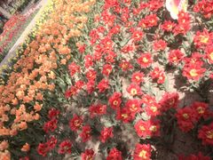 -石家庄市植物园