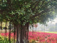-南沙蒲洲花园