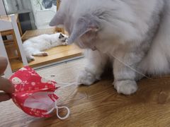 -李小姐の猫咖啡馆(五角场店)