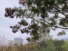 -后襄河公园