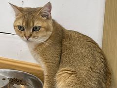 -有喵·猫咖·狗咖·40+猫狗有小奶狗(岗厦店)