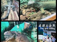 -广州长隆飞鸟乐园